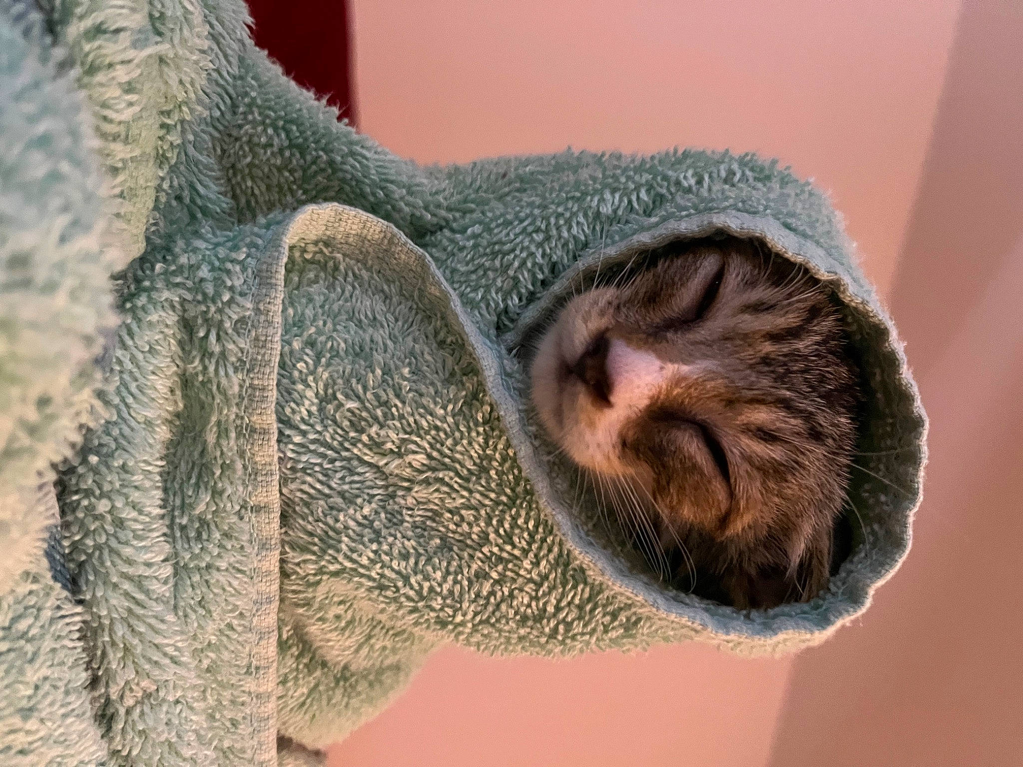 Beerus joined the competition — help win amazing prizes! beard, close_up, comfort, ear, eye, facial_hair, fawn, fur, head, mammal, nose, organism, snout, tail, terrestrial_animal, tree, vertebrate, whiskers, wildlife, wrinkle