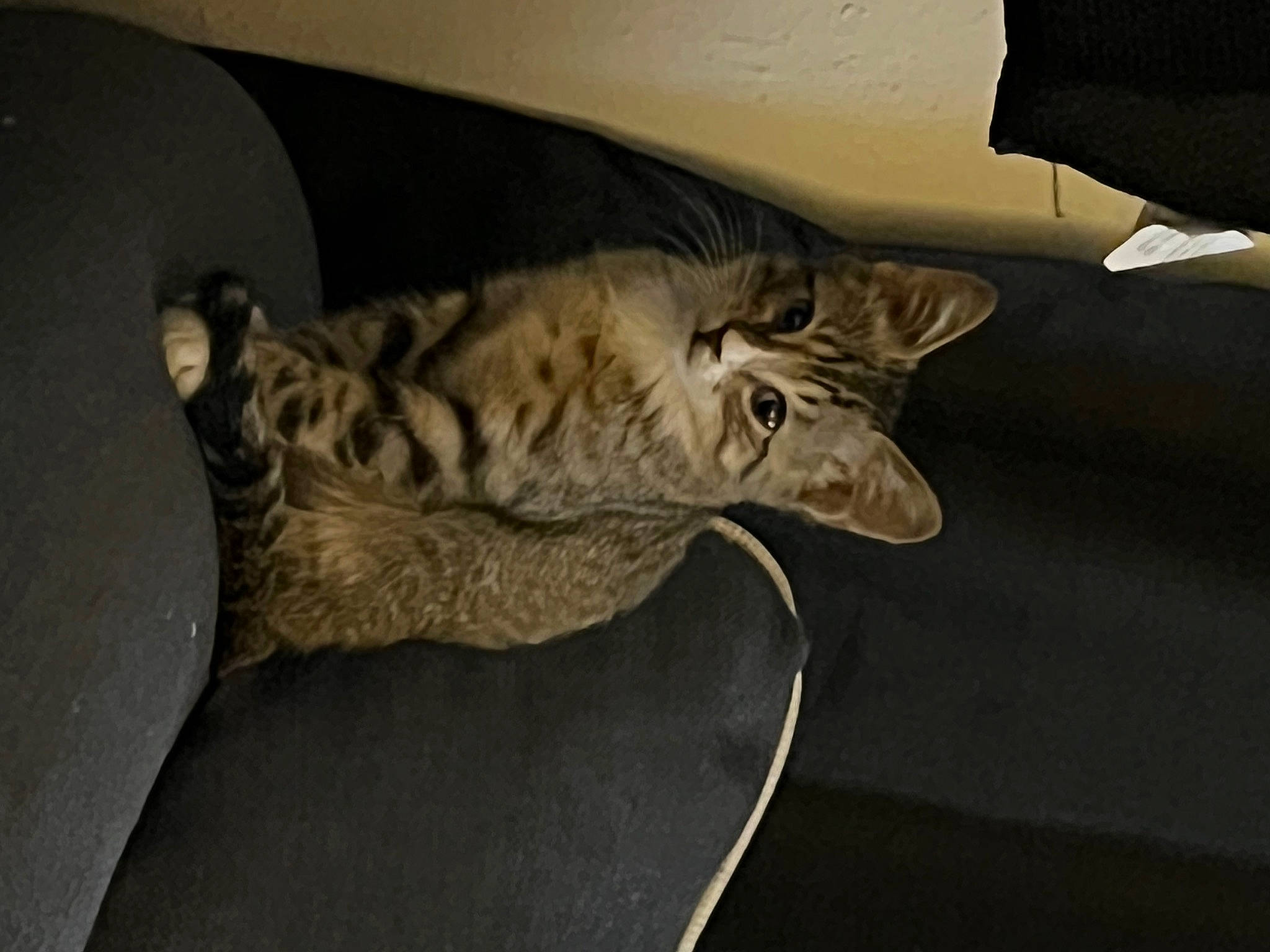 Beerus is registered to the contest to win money with this photo: carnivore, cat, cat_bed, comfort, darkness, domestic_short_haired_cat, door, felidae, fur, grey, metal, paw, room, small_to_medium_sized_cats, snout, tail, terrestrial_animal, whiskers, wildlife, wood