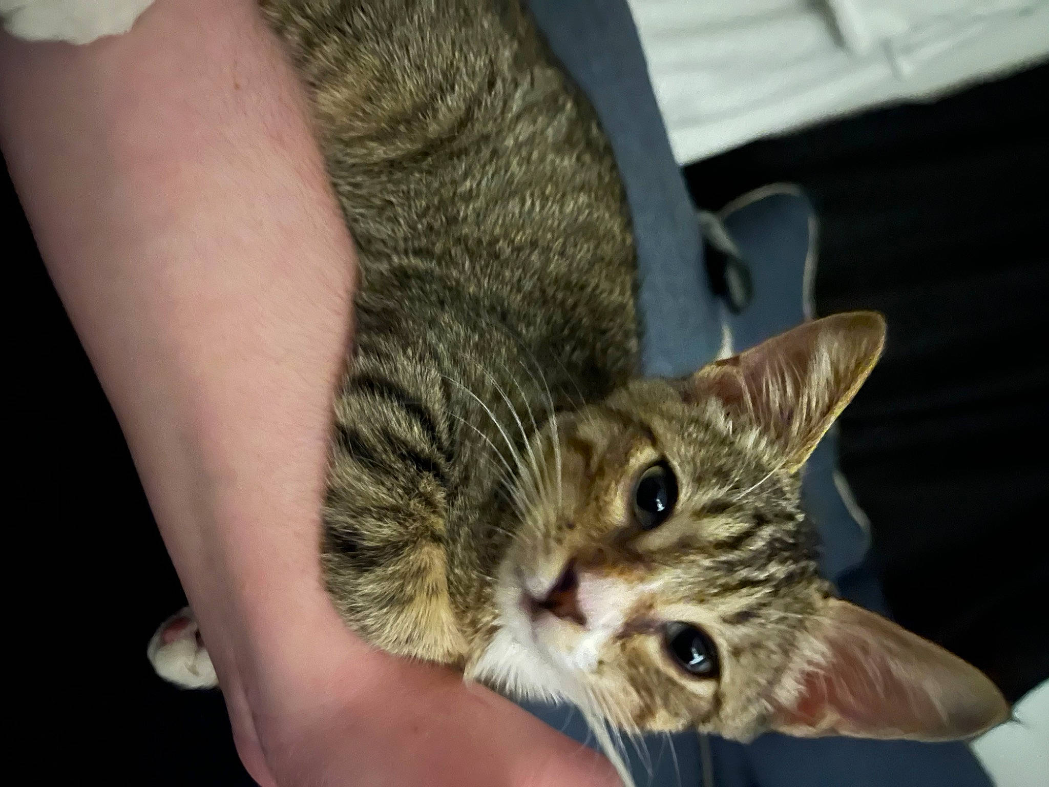 Beerus joined the competition — help win amazing prizes! carnivore, cat, claw, domestic_short_haired_cat, ear, felidae, fur, nail, paw, sitting, small_to_medium_sized_cats, snout, terrestrial_animal, whiskers