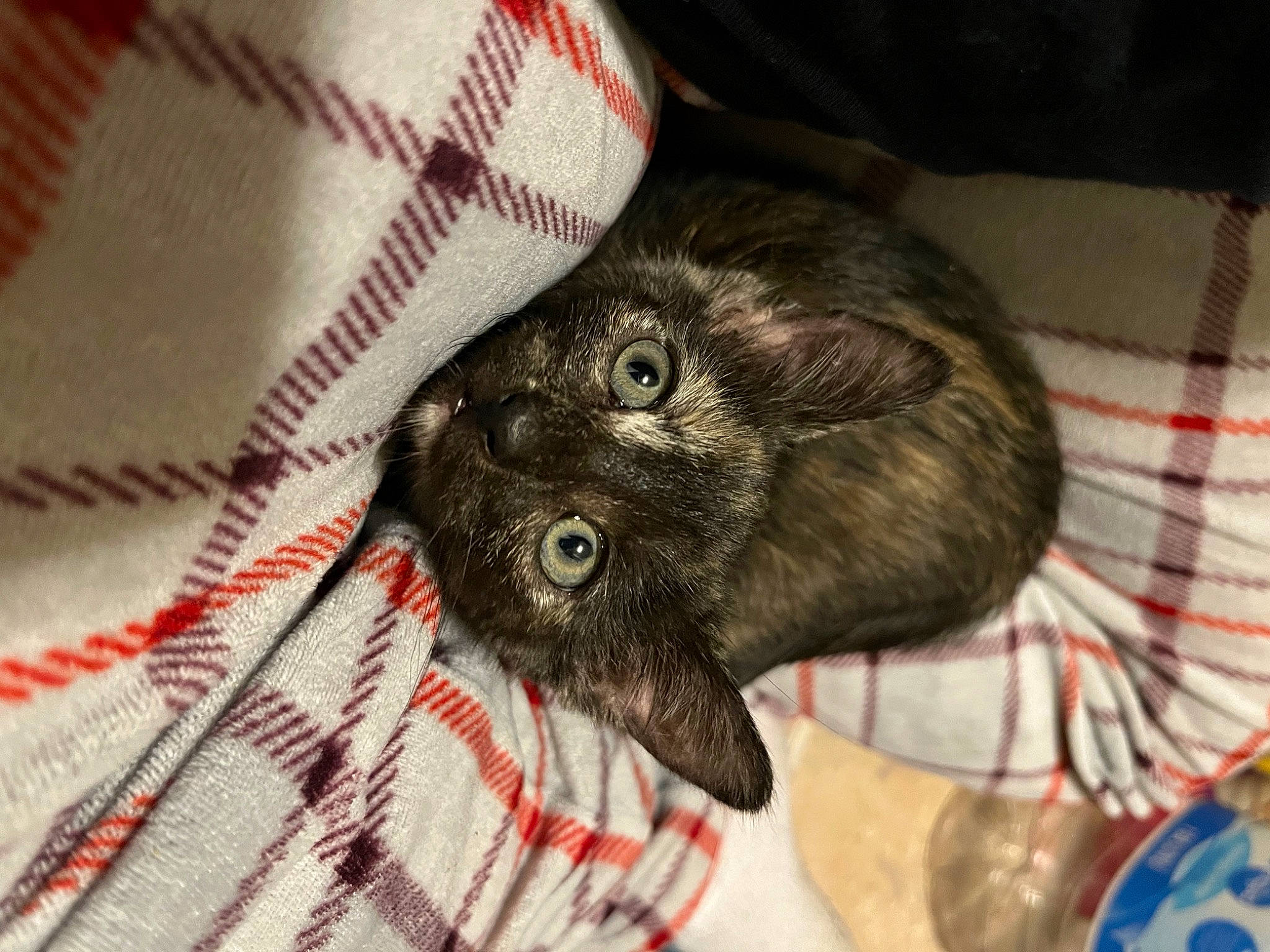 Fenrir is registered to the contest to win money with this photo: black_cat, carmine, carnivore, cat, claw, comfort, companion_dog, dog_breed, domestic_short_haired_cat, felidae, fur, linens, liver, pattern, plaid, small_to_medium_sized_cats, sporting_group, tartan, whiskers, woven_fabric