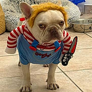 Snoop participe au concours pour gagner de l'argent avec cette photo : dog, french_bulldog, costume, wig, fake_knife, striped_shirt, overalls, pet_bed, dog_bowl, tile_floor, indoor, pet, animal, funny, expression, standing, ears, face, cute, playful