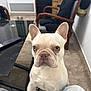 Snoop a rejoint le concours — aidez-le/la à gagner de superbes lots ! french_bulldog, dog, indoor, carpet, table, remote_control, chair, furniture, pet, canine, light_fur, ears, eyes, nose, legs, paws, jeans, sandals, living_room, background