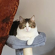 Voltaire participe au concours pour gagner de l'argent avec cette photo : cat, tabby, white_fur, cat_tree, perch, wooden_post, indoor, pet, feline, resting, paws, green_eyes, fur, animal, cozy, household, calm, looking_at_camera, domestic_cat, relaxed