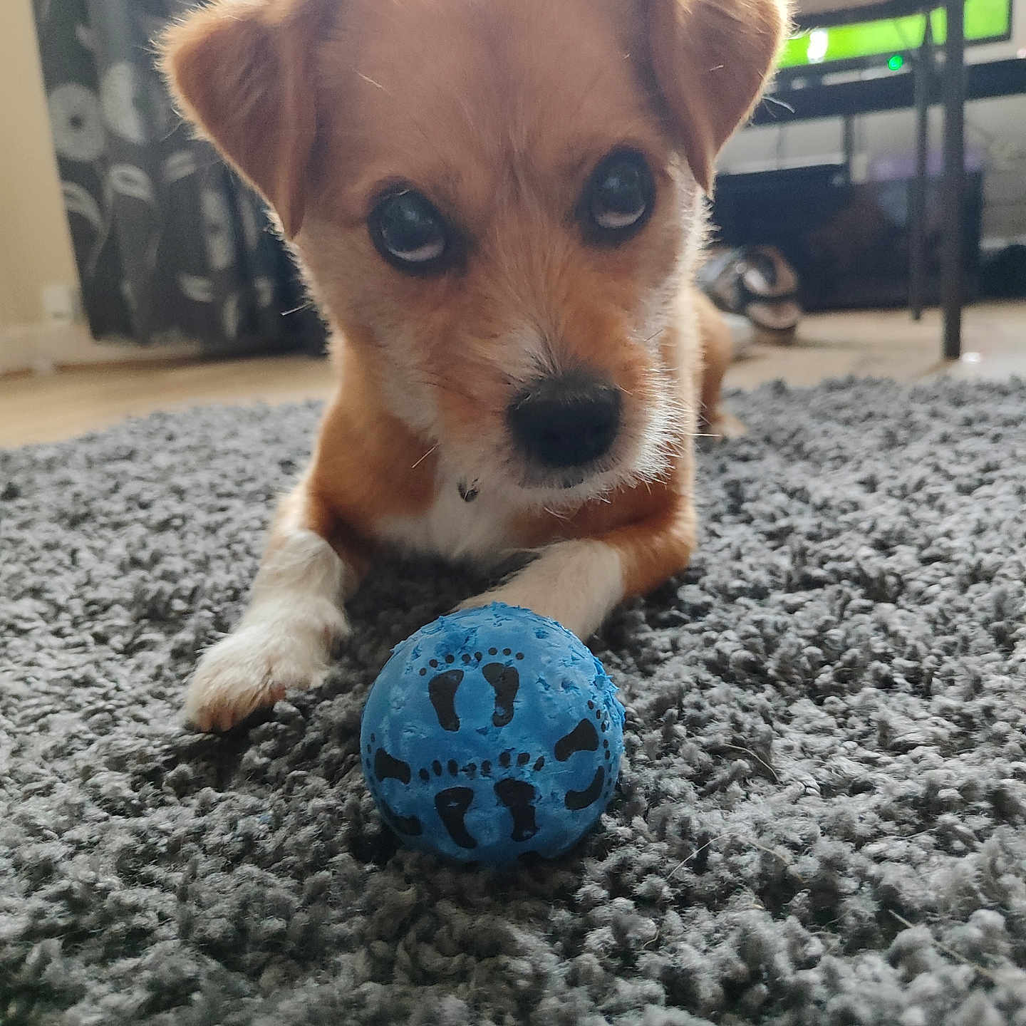 Buster is registered to the contest to win money with this photo: animal, ball, canine, clothing, cockerspaniel, dog, football, footwear, goldenretriever, hound, pet, puppy, shoe, soccer, soccerball, sphere, sport, tennis, tennisball, wood