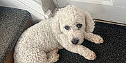 Sasha is registered to the contest to win money with this photo: animal, carpet, companion, curly_fur, cute, dog, door, flooring, fluffy, home, indoor, looking_up, mat, pet, portrait, relaxed, resting, stairs, white_dog, wood_floor