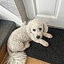 animal, carpet, companion, curly_fur, cute, dog, door, flooring, fluffy, home, indoor, looking_up, mat, pet, portrait, relaxed, resting, stairs, white_dog, wood_floor