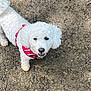 Sasha joined the competition — help win amazing prizes! animal, canine, curly_fur, daylight, dirt, dog, ears, fur, ground, harness, looking_up, muzzle, nature, outdoor, pet, playful, rocks, standing, tail, white_dog