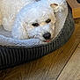 Sasha joined the competition — help win amazing prizes! animal, bed, canine, companion, cozy, curly_fur, cute, dog, fluffy, furry, home, indoor, pet_bed, relaxed, resting, sleepy, soft, tongue_out, white_dog, wooden_floor