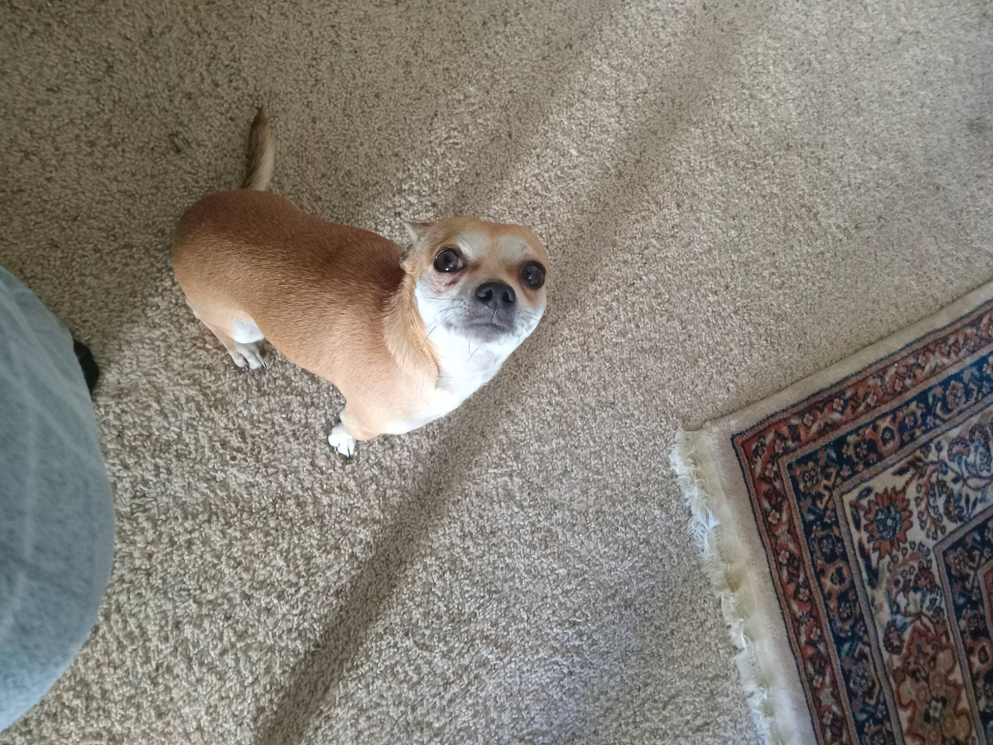 Kobe joined the competition — help win amazing prizes! canidae, carnivore, chihuahua, comfort, companion_dog, dog, dog_breed, fawn, flooring, fur, hardwood, paw, road_surface, snout, sporting_group, tail, terrestrial_animal, toy_dog, whiskers, wood