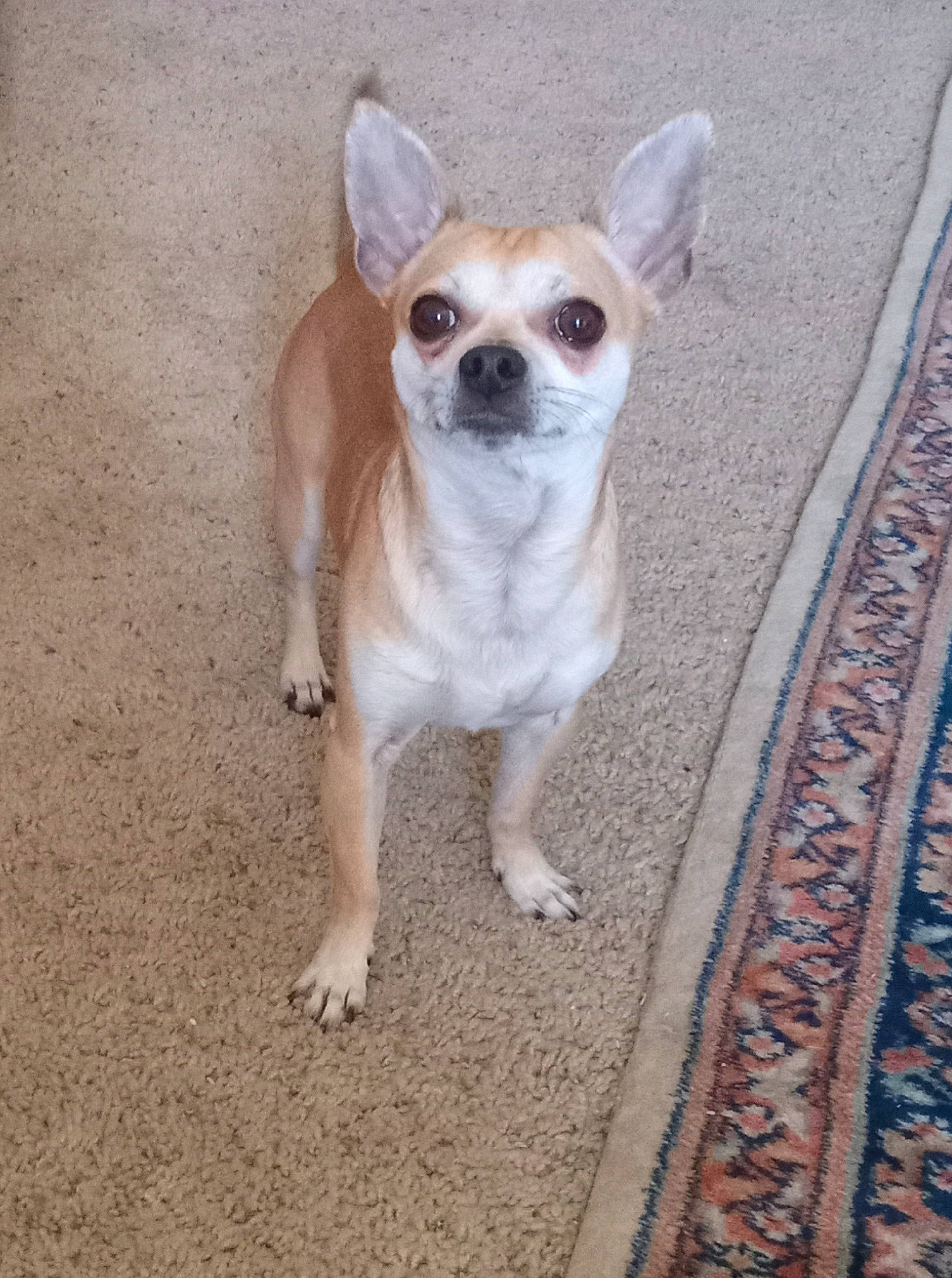 Kobe joined the competition — help win amazing prizes! canidae, carnivore, chihuahua, collar, companion_dog, dog, dog_breed, dog_supply, eyewear, fawn, fur, paw, snout, sporting_group, sunglasses, tail, terrestrial_animal, toy_dog, whiskers, working_animal