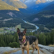 Blue joined the competition — help win amazing prizes! dog, german_shepherd, mountains, valley, river, forest, rocks, nature, outdoor, scenic, landscape, sky, clouds, collar, animal, pet, canine, hiking, adventure, wildlife