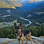 dog, german_shepherd, mountains, valley, river, forest, rocks, nature, outdoor, scenic, landscape, sky, clouds, collar, animal, pet, canine, hiking, adventure, wildlife