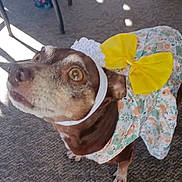 Squeekers joined the competition — help win amazing prizes! dog, pet, costume, yellow_bow, floral_pattern, headband, carpet, indoor, curious, small_dog, brown_fur, wide_eyes, sunlight, shadow, animal, cute, dress, playful, domestic, close_up