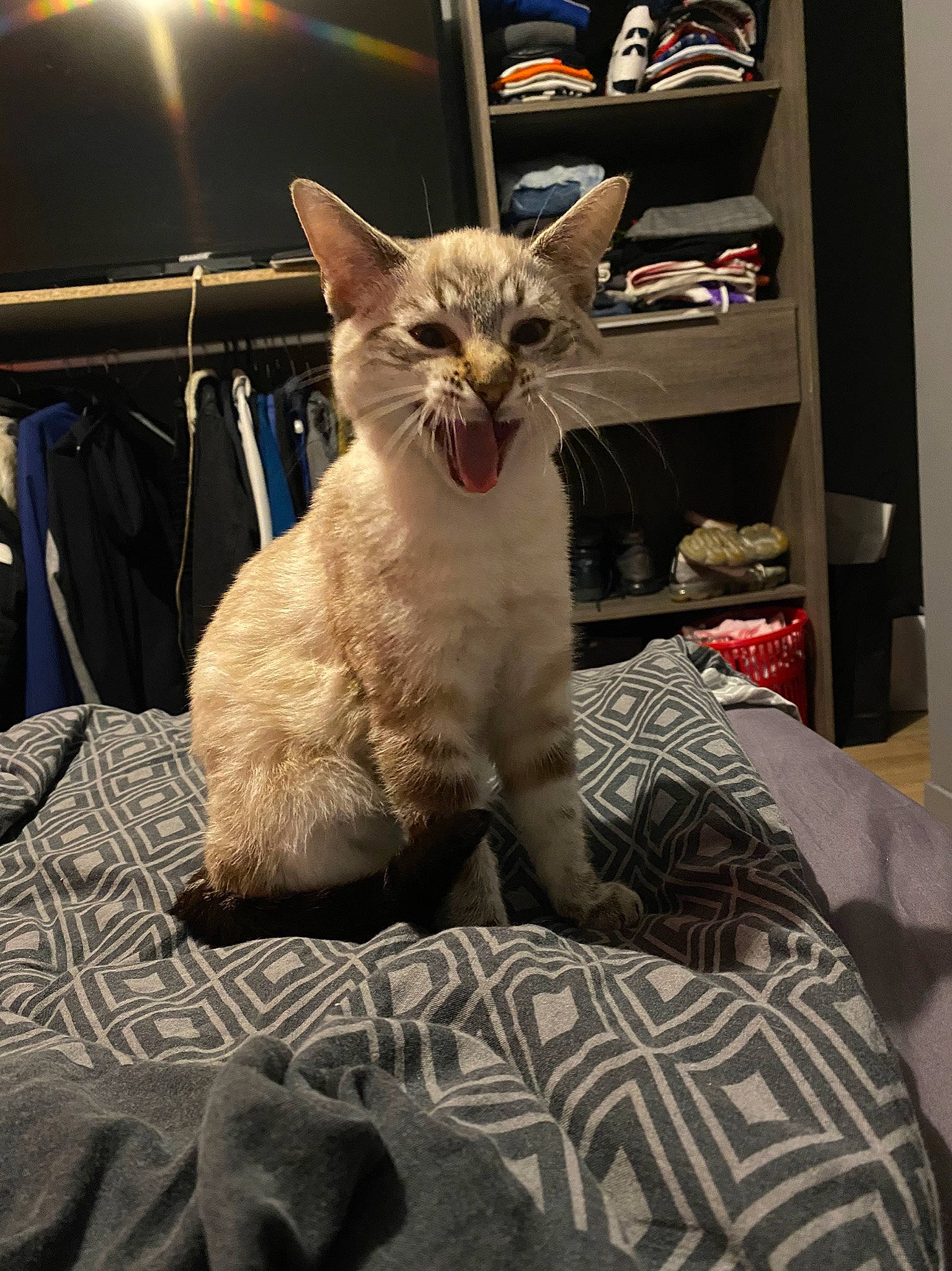 Panache participe au concours pour gagner de l'argent avec cette photo : bed, bed_sheet, bedding, blanket, carnivore, cat, domestic_short_haired_cat, felidae, fur, linens, paw, room, shelf, shelving, small_to_medium_sized_cats, snout, tongue, vertebrate, whiskers