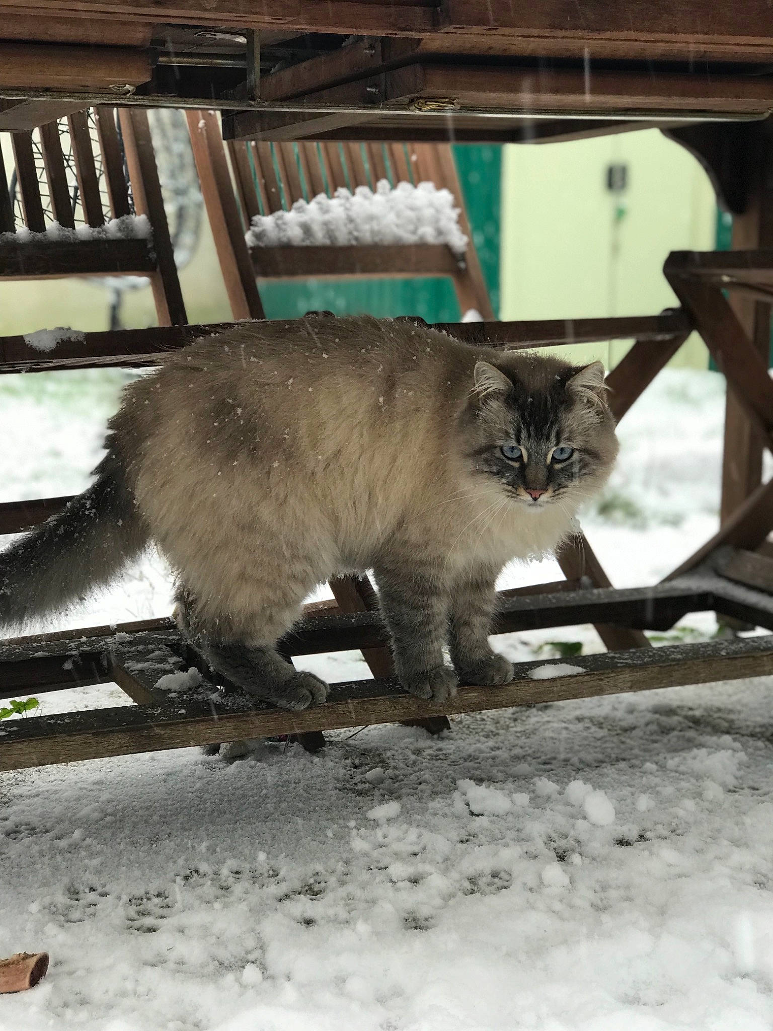 Baloo participe au concours pour gagner de l'argent avec cette photo : carnivore, cat, claw, felidae, freezing, fur, ice, mammal, precipitation, small_to_medium_sized_cats, snow, tail, vertebrate, whiskers, winter