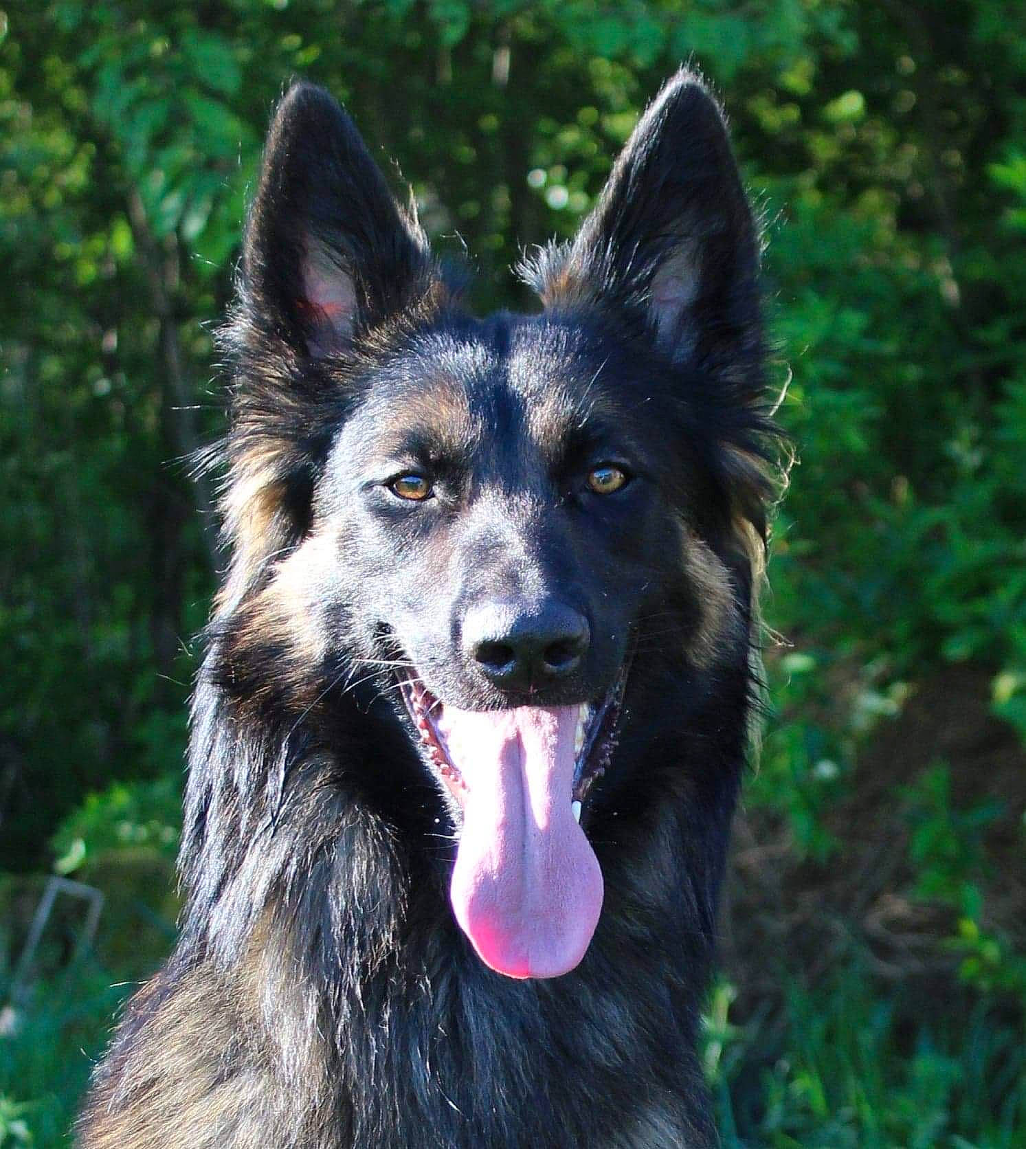 Kiba a rejoint le concours — aidez-le/la à gagner de superbes lots ! australian_shepherd, canidae, canis, carnivore, companion_dog, dog, dog_breed, fang, fur, grass, groenendael, herding_dog, king_shepherd, plant, sporting_group, terrestrial_animal, tervuren, whiskers, working_animal, working_dog