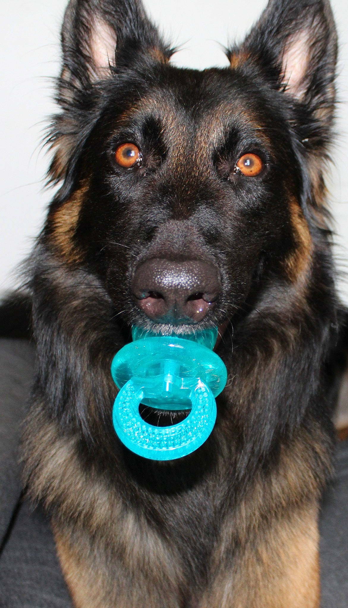 Kiba a rejoint le concours — aidez-le/la à gagner de superbes lots ! ancient_dog_breeds, black_norwegian_elkhound, canidae, carnivore, collar, companion_dog, dog, dog_breed, dog_collar, dog_supply, electric_blue, fur, herding_dog, king_shepherd, snout, spitz, sporting_group, whiskers, working_animal, working_dog