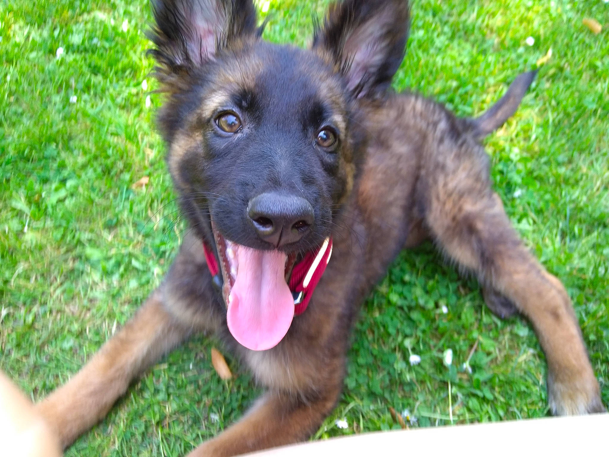 Kiba participe au concours pour gagner de l'argent avec cette photo : belgian_shepherd_malinois, canidae, carnivore, companion_dog, dog, dog_breed, east_european_shepherd, fawn, german_shepherd_dog, grass, guard_dog, herding_dog, king_shepherd, old_german_shepherd_dog, plant, snout, sporting_group, terrestrial_animal, working_animal, working_dog