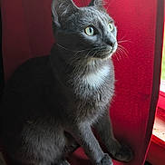 Stormy is registered to the contest to win money with this photo: alert, animal, cat, cozy, domestic_cat, feline, fur, gray_cat, indoor, natural_light, pet, quiet, red_curtain, red_cushion, side_view, sitting, soft_texture, whiskers, window, yellow_eyes