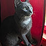 alert, animal, cat, cozy, domestic_cat, feline, fur, gray_cat, indoor, natural_light, pet, quiet, red_curtain, red_cushion, side_view, sitting, soft_texture, whiskers, window, yellow_eyes