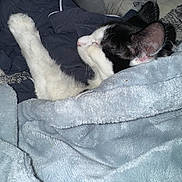 Cleo is registered to the contest to win money with this photo: animal, bed, black_and_white, blanket, cat, comfort, cozy, cute, domestic, fluffy, fur, indoor, nap, paw, pet, relaxation, resting, sleeping, soft, whiskers