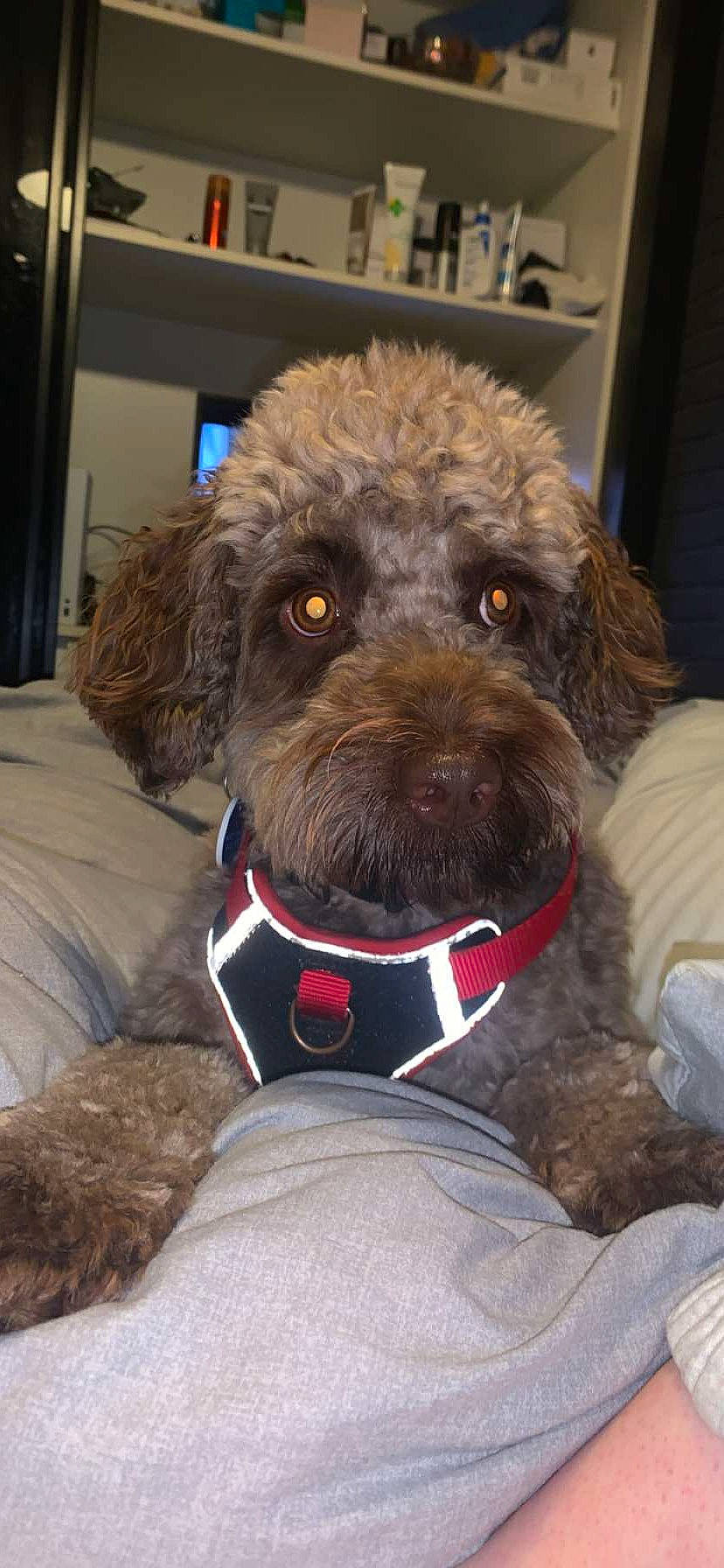 Cooper is registered to the contest to win money with this photo: canidae, carnivore, collar, companion_dog, dog, dog_breed, dog_collar, dog_supply, fawn, fur, labradoodle, liver, pet_supply, snout, sporting_group, standard_poodle, terrier, toy_dog, water_dog, working_animal