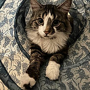 Walley joined the competition — help win amazing prizes! cat, tabby, animal, pet, feline, cute, fluffy, whiskers, paws, tunnel, pattern, indoor, curious, playful, closeup, portrait, resting, soft, cozy, domestic