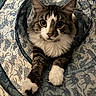 cat, tabby, animal, pet, feline, cute, fluffy, whiskers, paws, tunnel, pattern, indoor, curious, playful, closeup, portrait, resting, soft, cozy, domestic