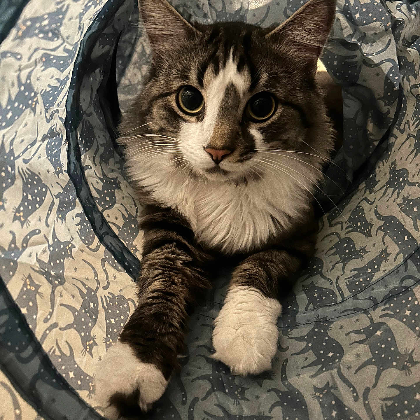 Walley joined the competition — help win amazing prizes! cat, tabby, animal, pet, feline, cute, fluffy, whiskers, paws, tunnel, pattern, indoor, curious, playful, closeup, portrait, resting, soft, cozy, domestic