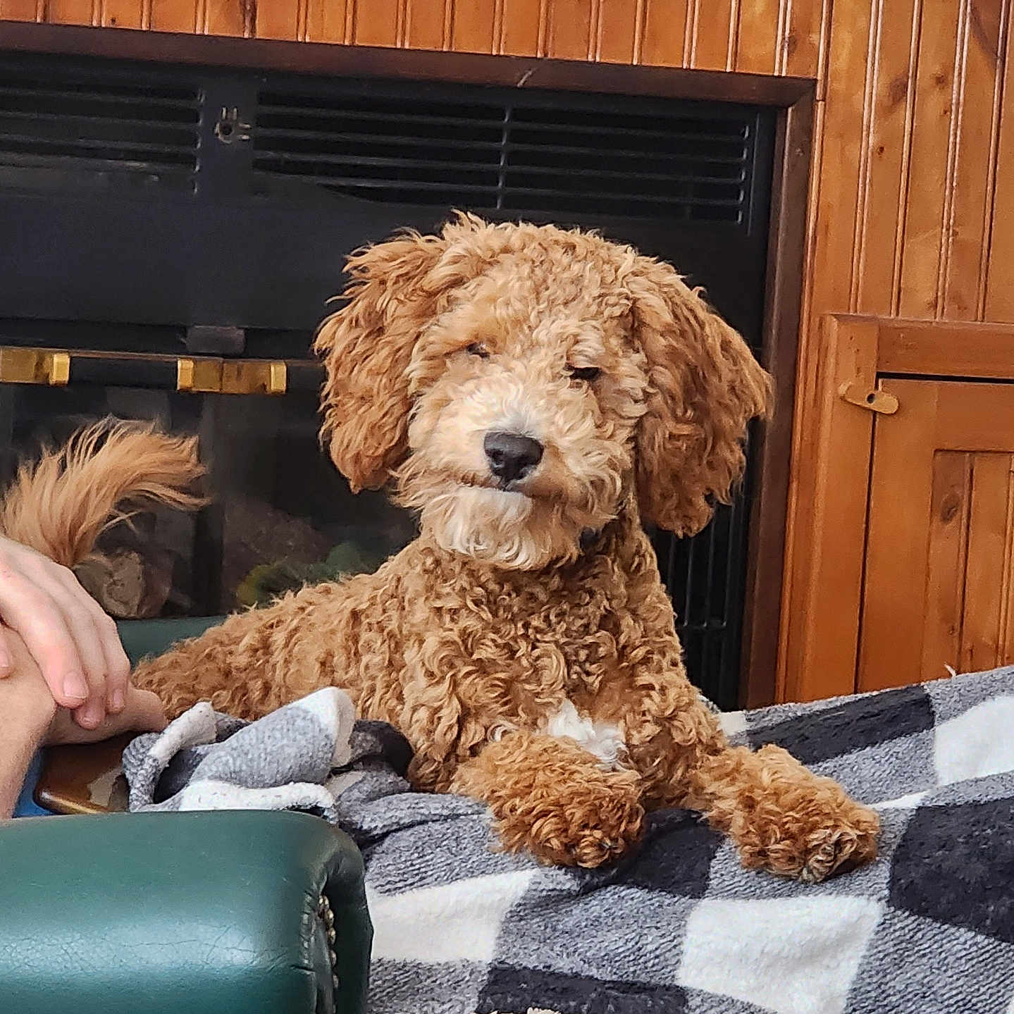 Tucker joined the competition — help win amazing prizes! animal, blanket, brown_dog, companion, cozy, curly_fur, cute, dog, domestic_animal, fireplace, furniture, green_leather_chair, home, indoor, paw, pet, relaxed, resting, tail, wood_paneling