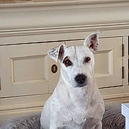 Tao participe au concours pour gagner de l'argent avec cette photo : dog, white_dog, pet, animal, indoor, furniture, bed, fluffy_bed, cabinet, brown_eyes, sitting, ears, looking, cozy, domestic_animal, canine, spot, portrait, household, fur