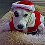 Tao a rejoint le concours — aidez-le/la à gagner de superbes lots ! dog, pet, costume, santa_hat, santa_suit, bed, fluffy_bed, indoor, white_dog, black_spot, animal, cute, holiday, christmas, festive, cozy, resting, portrait, canine, domestic_animal