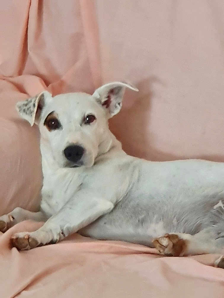 Tao a rejoint le concours — aidez-le/la à gagner de superbes lots ! dog, white_dog, pet, lying_down, relaxed, pink_background, indoor, canine, animal, fur, ears, paw, face, resting, comfort, cute, domestic_animal, mammal, laying, spot