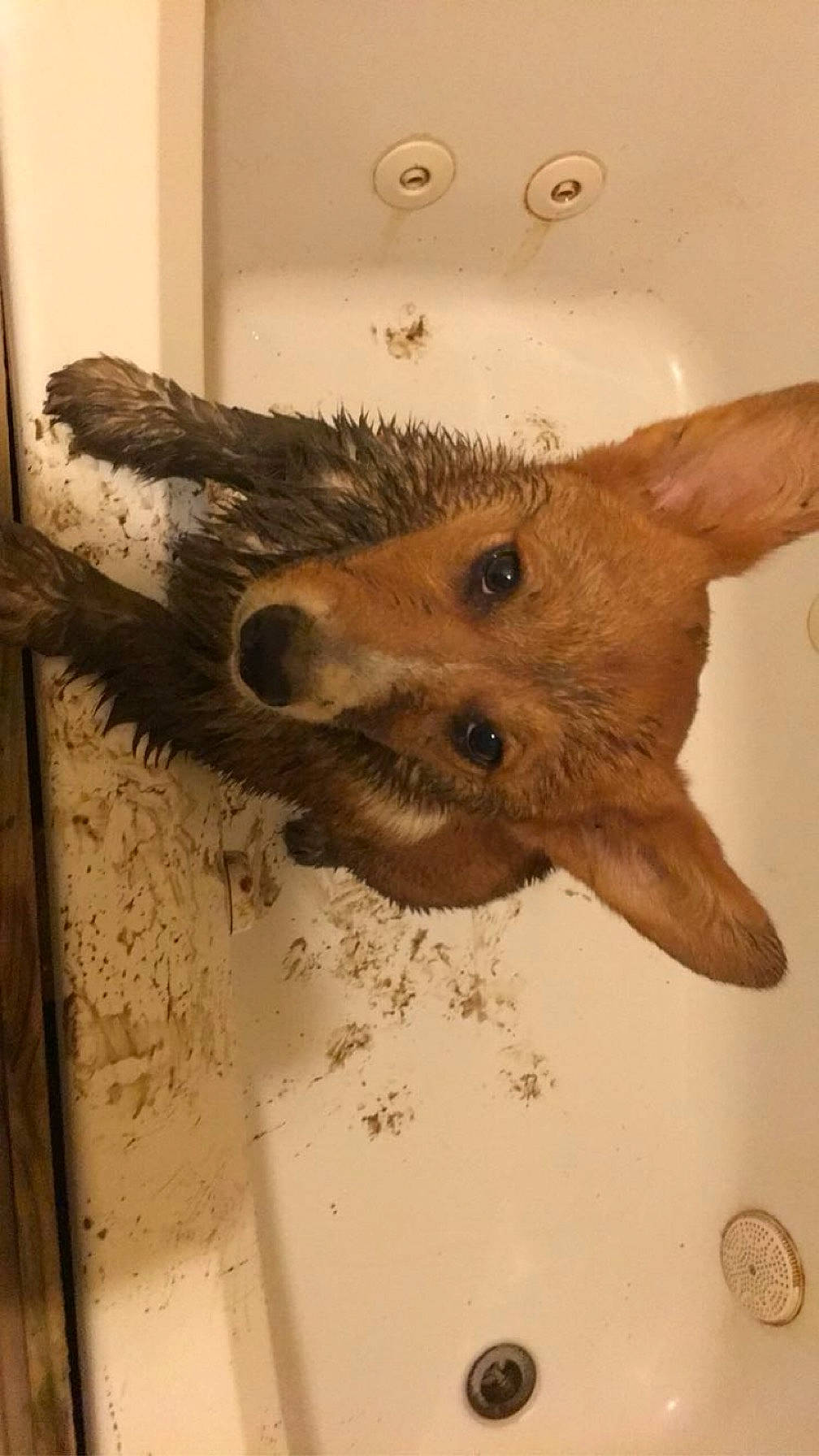 Pistol Pete is registered to the contest to win money with this photo: canidae, carnivore, companion_dog, deer, dog, dog_breed, fawn, felidae, flooring, fur, small_to_medium_sized_cats, snout, sporting_group, tail, terrestrial_animal, tree, whiskers, wildlife, wood, working_animal