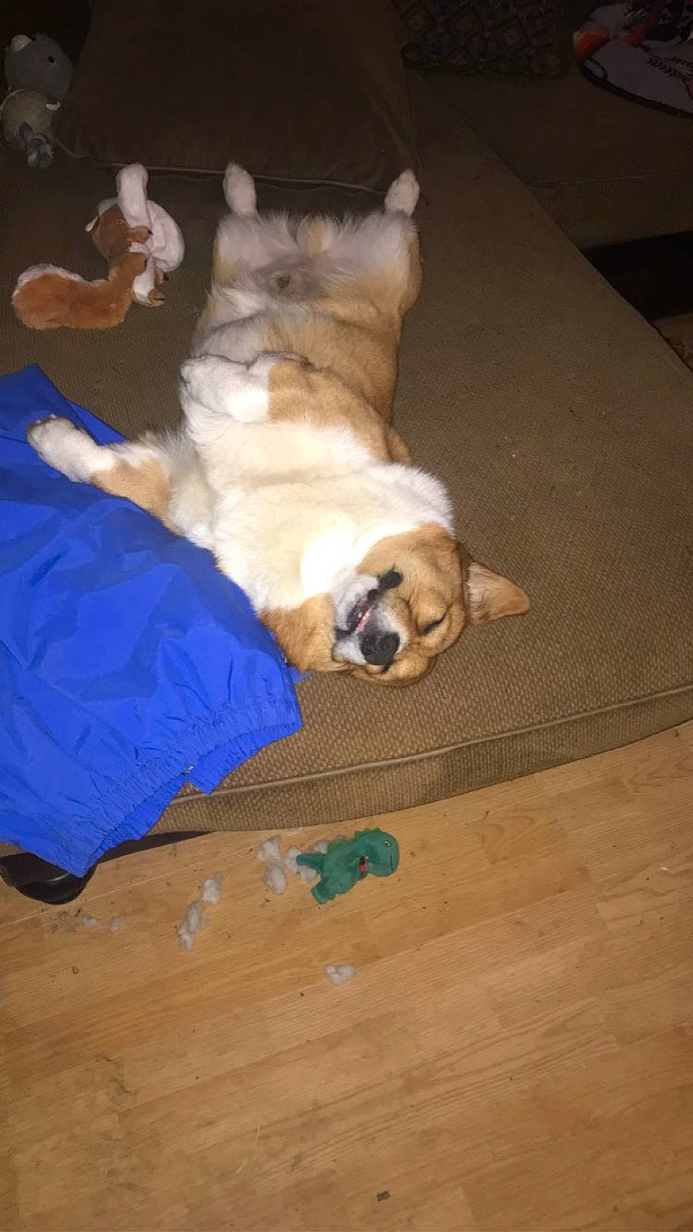 Pistol Pete is registered to the contest to win money with this photo: carnivore, comfort, companion_dog, dog, dog_breed, dog_supply, fawn, felidae, floor, flooring, hardwood, laminate_flooring, paw, small_to_medium_sized_cats, snout, tail, whiskers, wood, wood_stain, working_animal