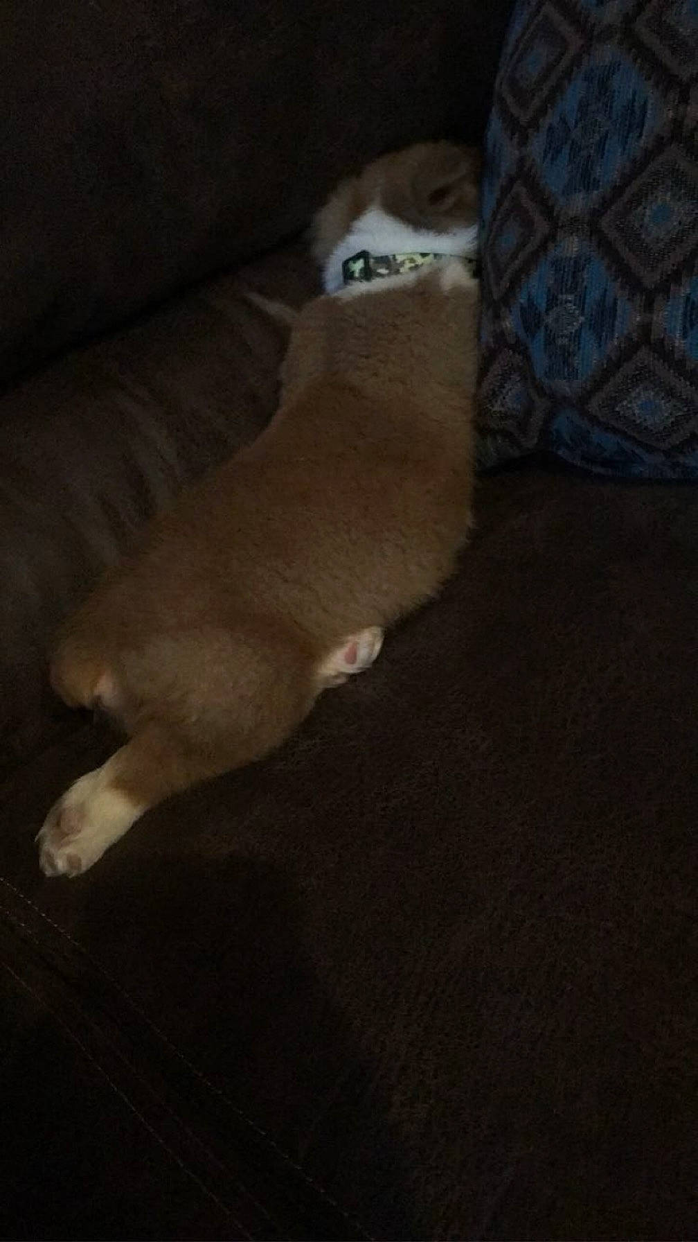 Pistol Pete is registered to the contest to win money with this photo: carnivore, comfort, companion_dog, dog_breed, fawn, felidae, flooring, foot, fur, hardwood, human_leg, paw, small_to_medium_sized_cats, sporting_group, stuffed_toy, tail, thigh, toy, whiskers, wood