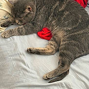 Homer joined the competition — help win amazing prizes! animal, bed, cat, cozy, cute, domestic_cat, floral_pattern, fur, gray_cat, indoor, paw, pet, pillow, red_fabric, relaxed, resting, sheet, sleeping, tail, whiskers