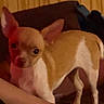 dog, chihuahua, puppy, tan_and_white, small_dog, pet, animal, portrait, close_up, large_ears, dark_eyes, short_hair, sitting, held, arm, blanket, pillow, couch, indoors, cozy