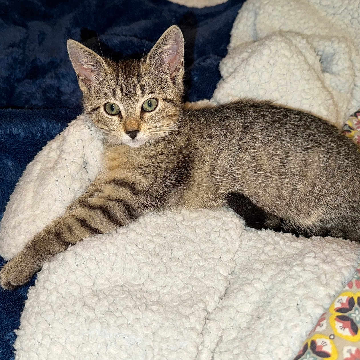 Willow participe au concours pour gagner de l'argent avec cette photo : abyssinian, animal, blanket, cat, couch, egyptiancat, furniture, kitten, manx, pet, quilt