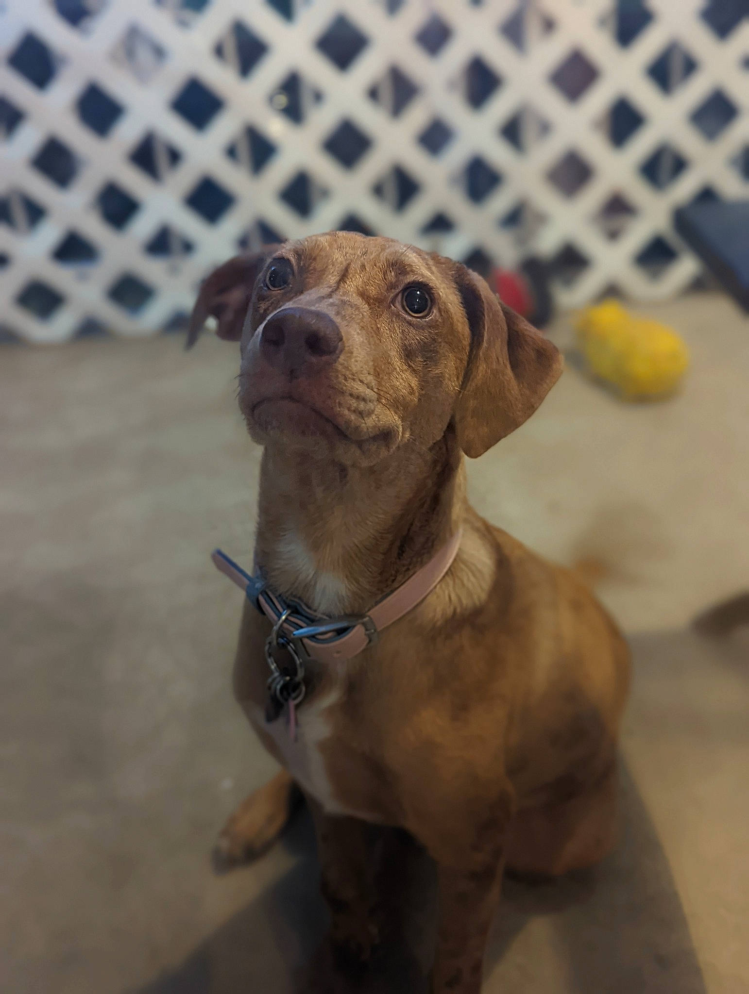 Paris is registered to the contest to win money with this photo: ancient_dog_breeds, animal_shelter, art, carnivore, collar, companion_dog, dog, dog_breed, dog_collar, dog_supply, fawn, fence, gun_dog, leash, liver, mesh, pet_supply, whiskers, working_animal, working_dog