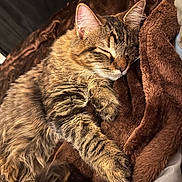 Roxy joined the competition — help win amazing prizes! cat, tabby, sleeping, cozy, furry, pet, animal, blanket, brown, soft, relaxed, indoor, cute, resting, paw, whiskers, fur, comfort, closeup, domestic_cat