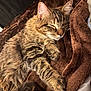 cat, tabby, sleeping, cozy, furry, pet, animal, blanket, brown, soft, relaxed, indoor, cute, resting, paw, whiskers, fur, comfort, closeup, domestic_cat