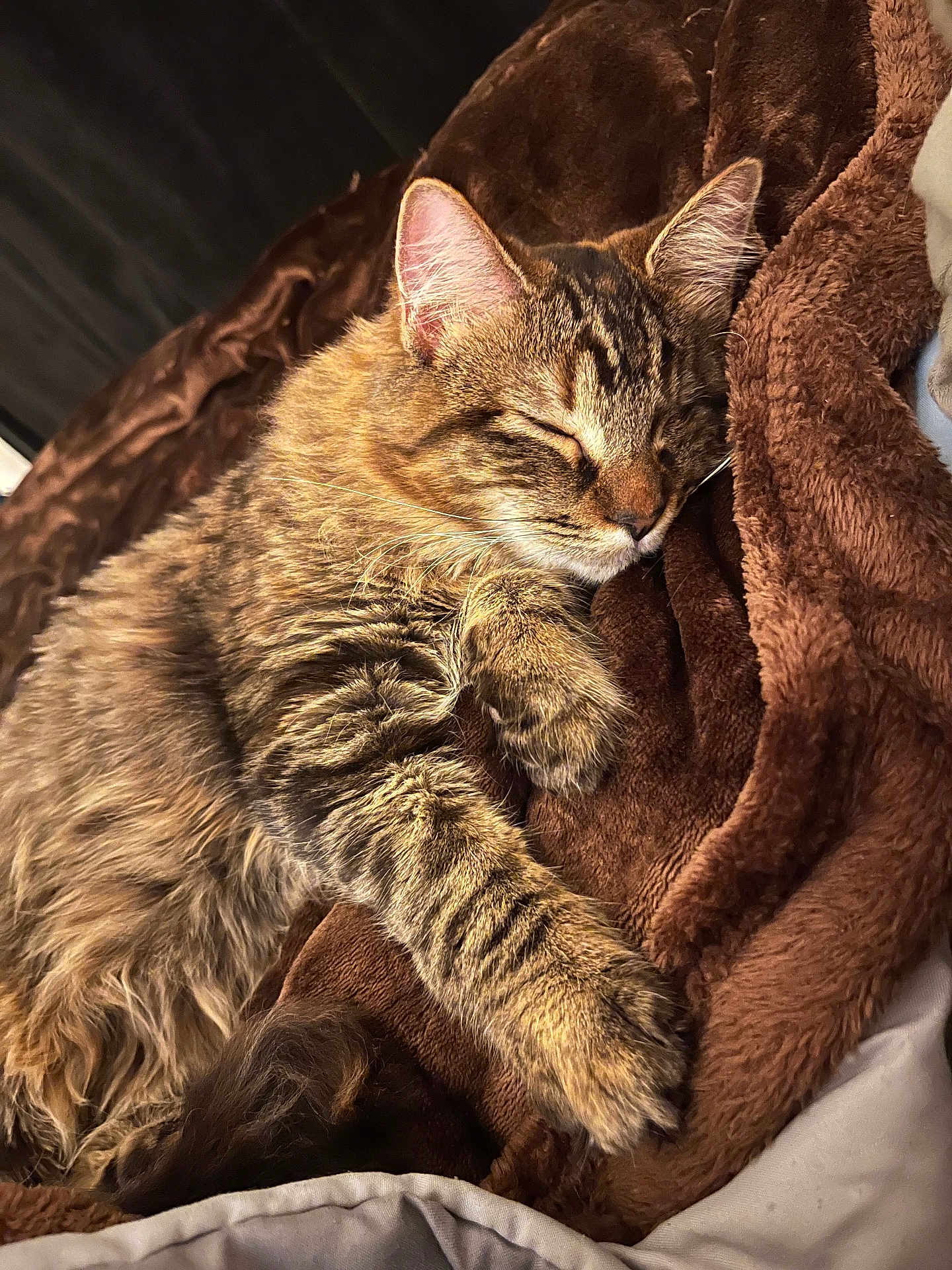 Roxy joined the competition — help win amazing prizes! cat, tabby, sleeping, cozy, furry, pet, animal, blanket, brown, soft, relaxed, indoor, cute, resting, paw, whiskers, fur, comfort, closeup, domestic_cat