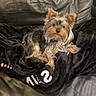 Apple participe au concours pour gagner de l'argent avec cette photo : animal, black_blanket, blanket, canine, companion, cozy, cute, dog, domestic_animal, fur, furry, indoor, leather_couch, looking_at_camera, pet, relaxed, resting, seated, small_dog, yorkshire_terrier