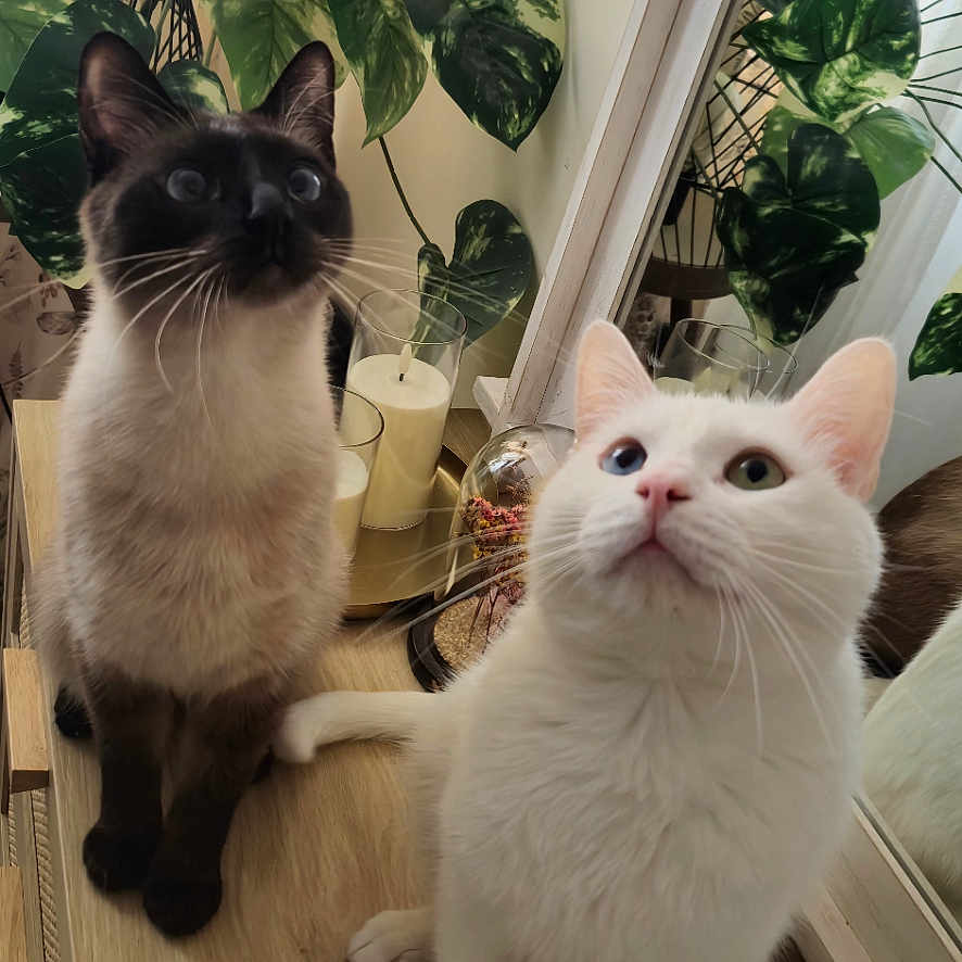 Nala Et Simba