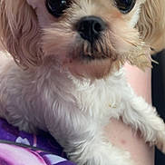 Nova joined the competition — help win amazing prizes! dog, small_dog, white_dog, close_up, fluffy, cute, pet, animal, fur, face, eyes, nose, sitting, indoor, colorful_fabric, purple, pink, curious, portrait, companion