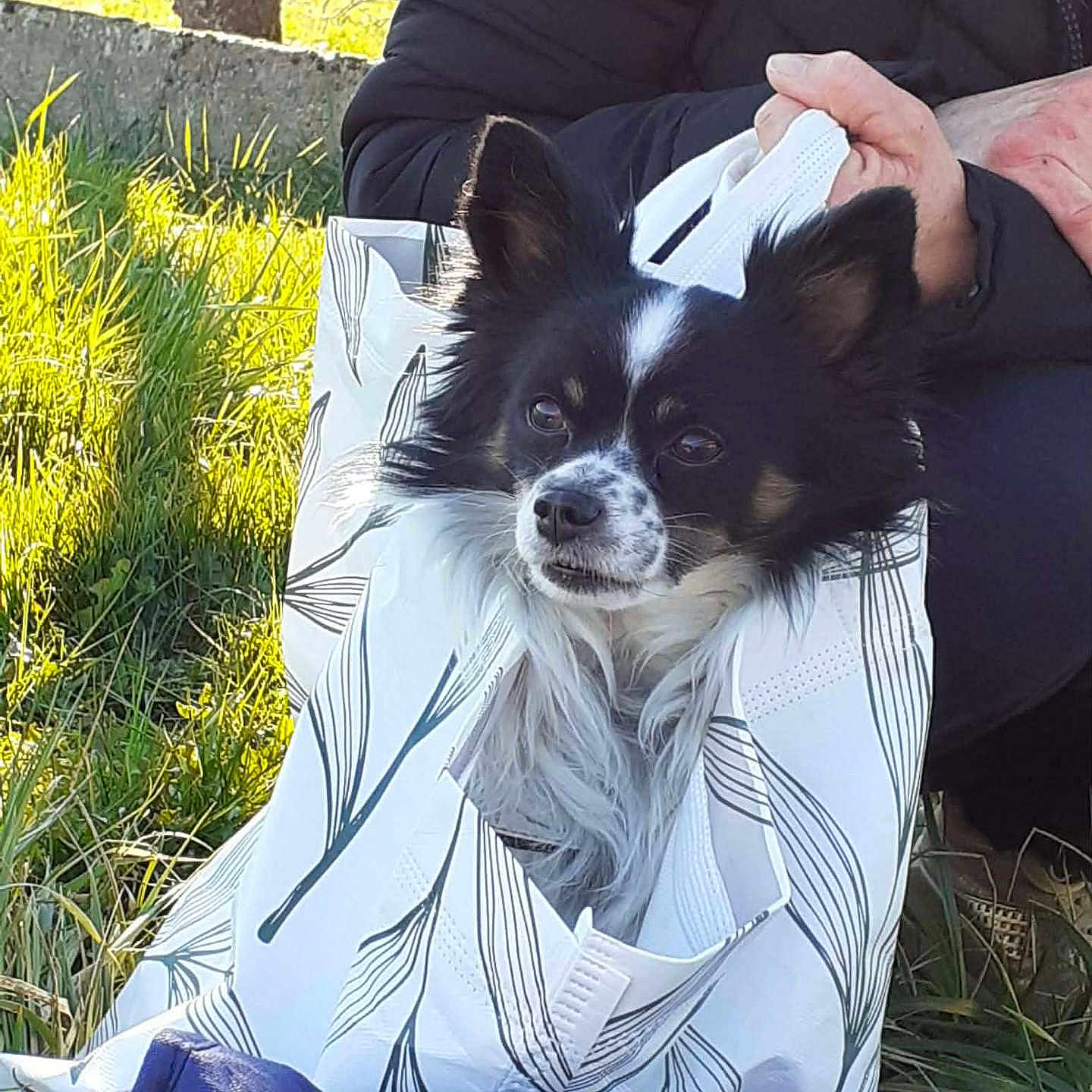 Pepito a rejoint le concours — aidez-le/la à gagner de superbes lots ! dog, puppy, black_and_white, fluffy, small_dog, long_hair, animal, pet, blanket, wrapped, person, hands, outdoor, grass, sunlight, fence, portrait, close_up, cute, cozy