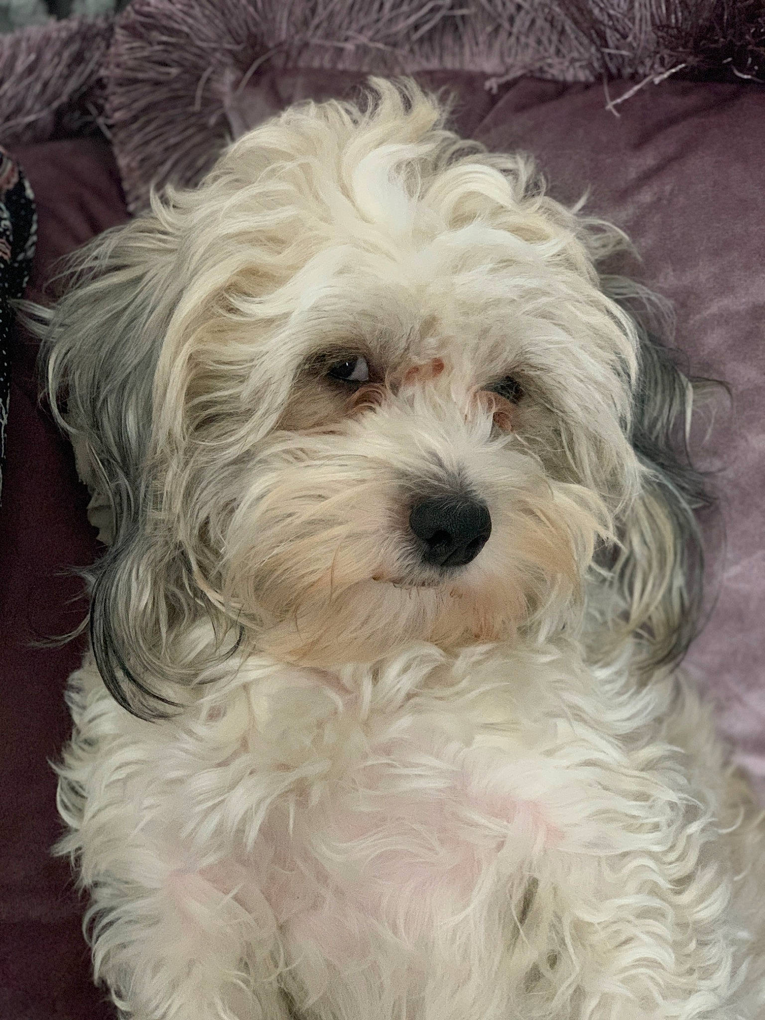 Lacie joined the competition — help win amazing prizes! carnivore, companion_dog, dog, dog_breed, fur, maltepoo, natural_material, non_sporting_group, small_terrier, sporting_group, terrier, toy_dog, water_dog, working_animal, yorkipoo