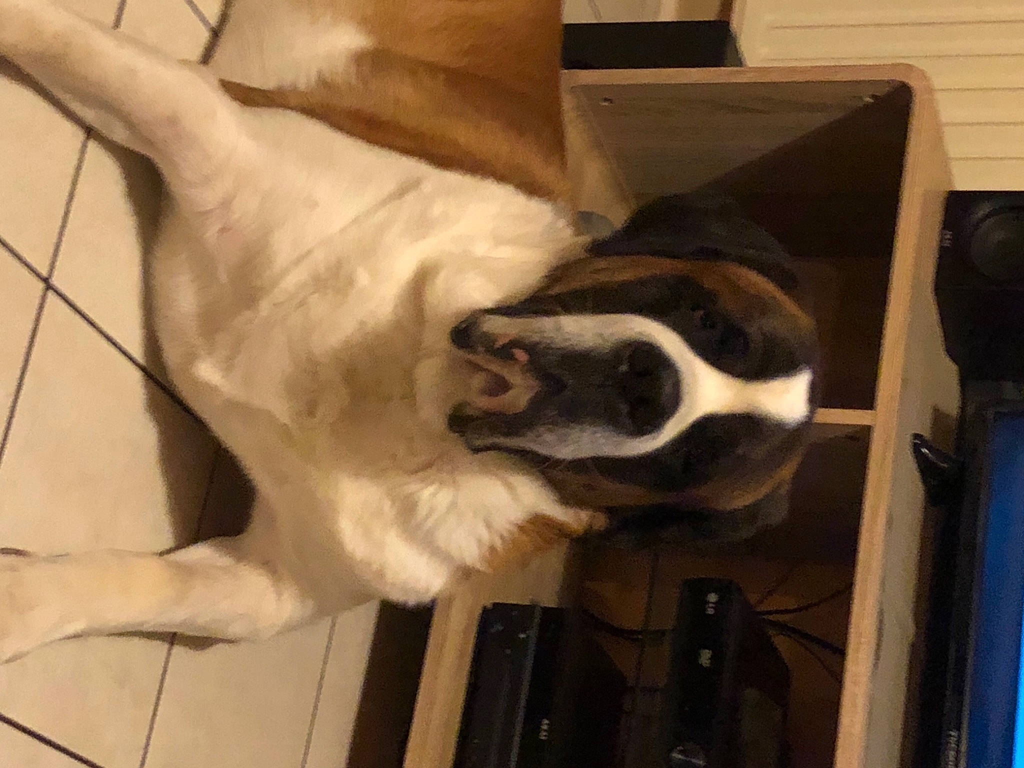 Nouki participe au concours pour gagner de l'argent avec cette photo : canidae, carnivore, collar, comfort, companion_dog, dog, dog_breed, fawn, felidae, foot, fur, mammal, non_sporting_group, paw, pet_supply, small_to_medium_sized_cats, snout, sporting_group, tail, working_animal