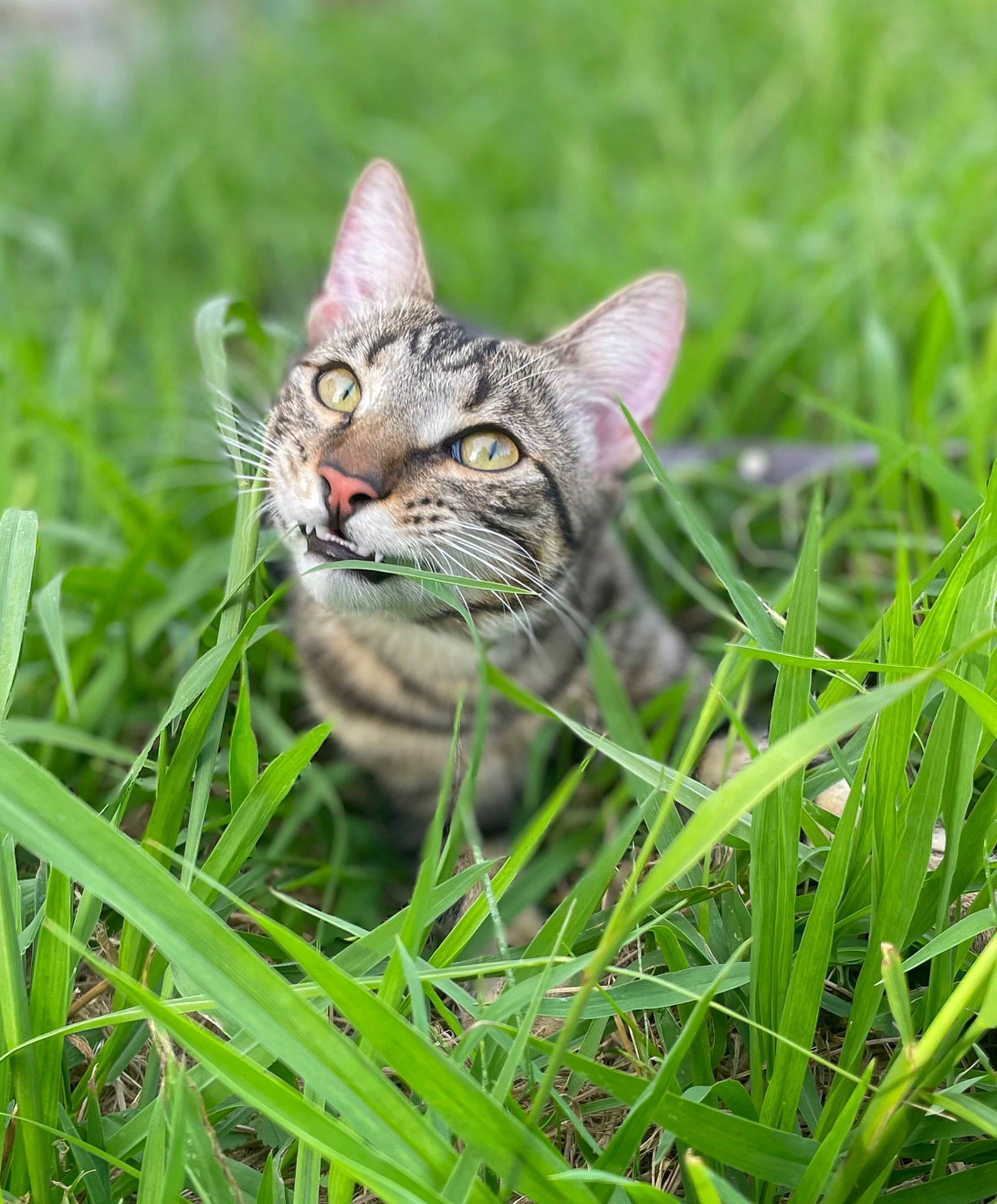 Groot a rejoint le concours — aidez-le/la à gagner de superbes lots ! carnivore, cat, domestic_short_haired_cat, fawn, felidae, fur, grass, grass_family, grassland, groundcover, lawn, pasture, plant, poales, small_to_medium_sized_cats, tail, terrestrial_animal, terrestrial_plant, tree, whiskers
